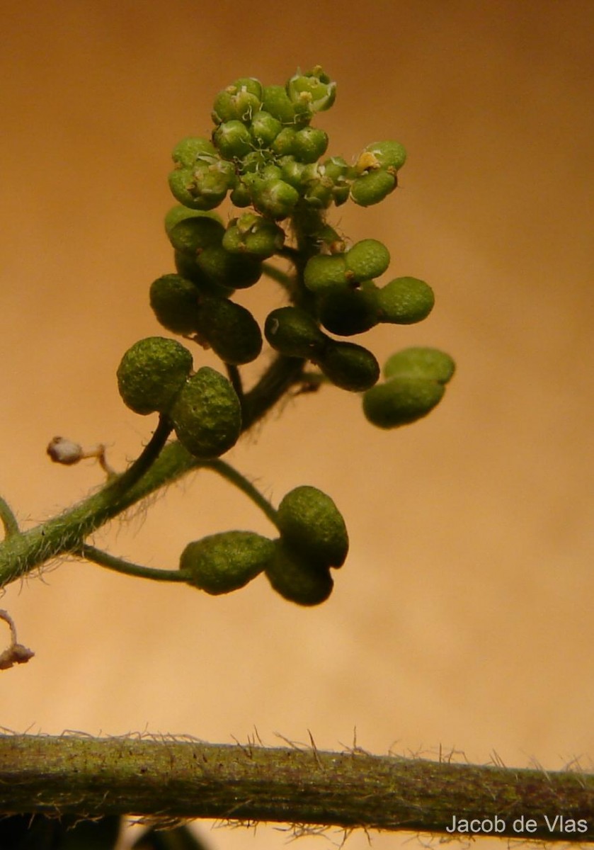 Lepidium didymum L.